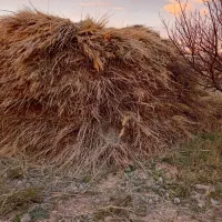 اوت و یونجه