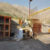 مرغ وخروس