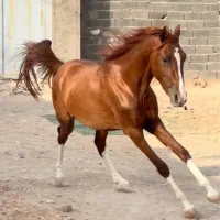 کره نریان دره شوری ( کرد ) شجره سیلمی اماده ۵ نشون