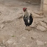 خروس