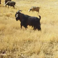 نر بز شهر کردی