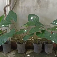 گیاه بابا آدم