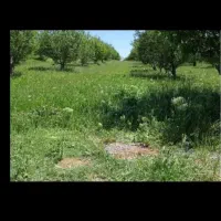یونجه مخلوت