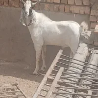 بزغاله نر افغانی