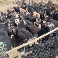 بزغاله چاق پرواری