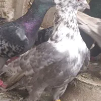 کفتر کله سفید بهبونی