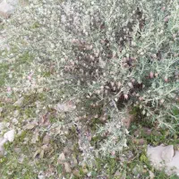 زمین