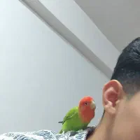 کوتوله نر پاستیلی فوق‌العاده کم یاب