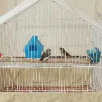 یک جفت فنچ سالم و سرحال