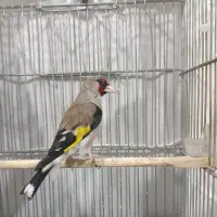 سهره فیروزکوه  قناری