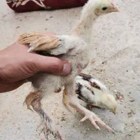 جوجه برهما