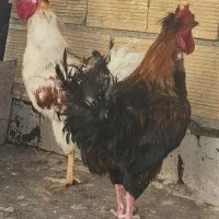 خروس