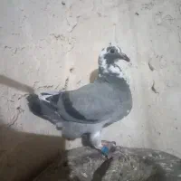 کفتر