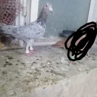 کفتر کربلایی وکرمونی