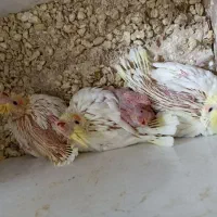 عروس هلندی سرلاکی