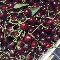 گیلاس شیرین ودرشت