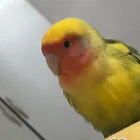 پرنده