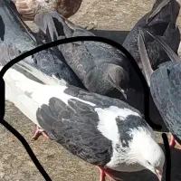 کبوتر