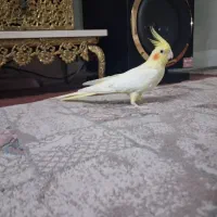 عروس هلندی ماده