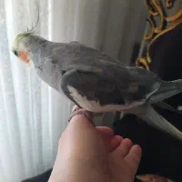 عروس هلندی