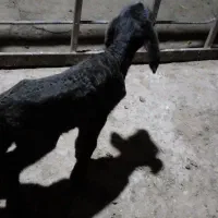 بره شیری نر لنگ جمل