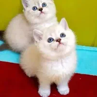+مجموعه گربه های بریتیش، اسکاتیش زیبا