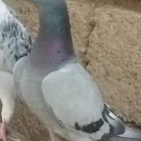 کبوتر سبز ماده
