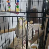 عروس هلندی مولد