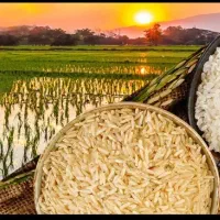 برنج عنبر بوی خوزستان پخش نمایندگی در زنجان حومه