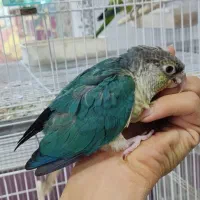 گرینچیک آبی تراکوییس ( پرنده سرای مقدم )