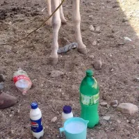 شیرالاغ
