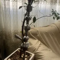تنه قیلون