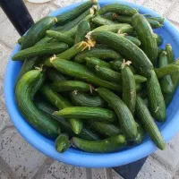خیار