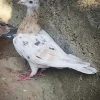 کوهی دورگ