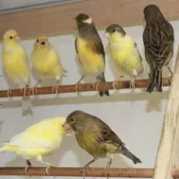 قناری وجوجه قناری