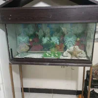 اگواریوم با پایه