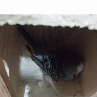 مرغ عشق