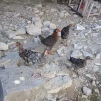 جوجه کردی
