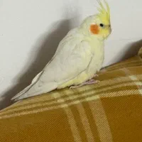 عروس هلندی