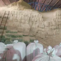 کاه نرم درجه یک دیمی تحویل دم دامداری