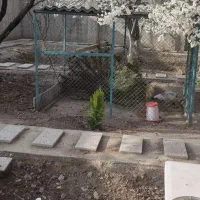 طاووس نروماده
