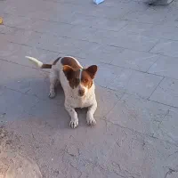 سگ پاکوتاه خارجی