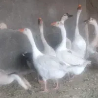غاز قو