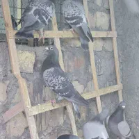 فروش کبوترپلاکی