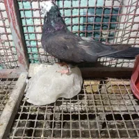 کبوتر پر ماده