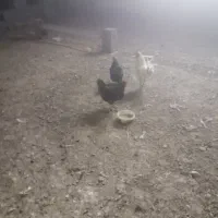 مرغ بلک واصلاح شده