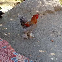 فروش خروس و مرغ برهما