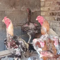 مرغ خروس لاری اصیل