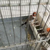 سهره جوجه قفس