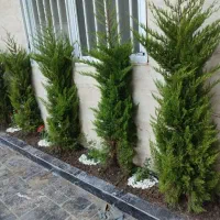 خدمات باغبانی باغچه کاری تعویض خاک گلدون کاشت گل .